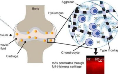 Congrats Tengfei, Chenzhen and Armin for publishing their paper in Journal of Controlled Release!