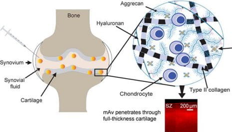 Congrats Tengfei, Chenzhen and Armin for publishing their paper in Journal of Controlled Release!