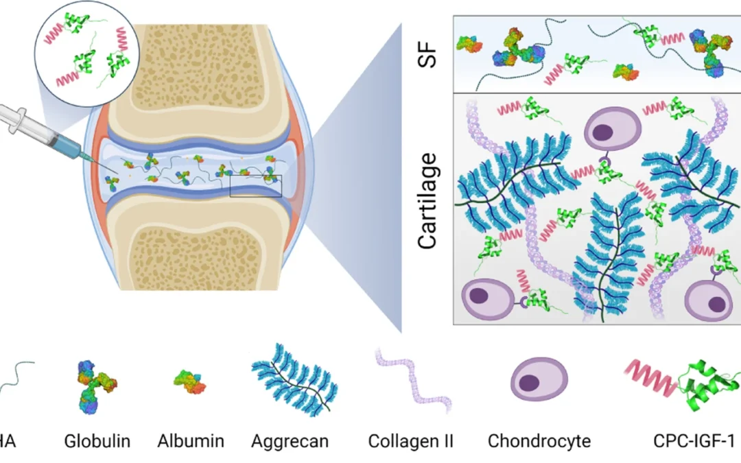 Application of cationic peptides in drug delivery published in Arthritis Research Therapy📄