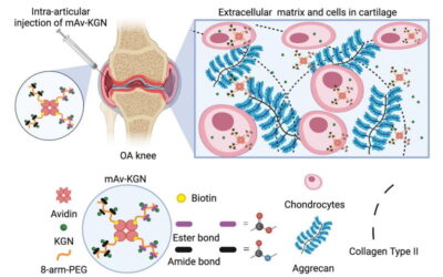 Our latest publication in Cartilage using multi-arm avidin to mediate sustained delivery of Kartogenin📄