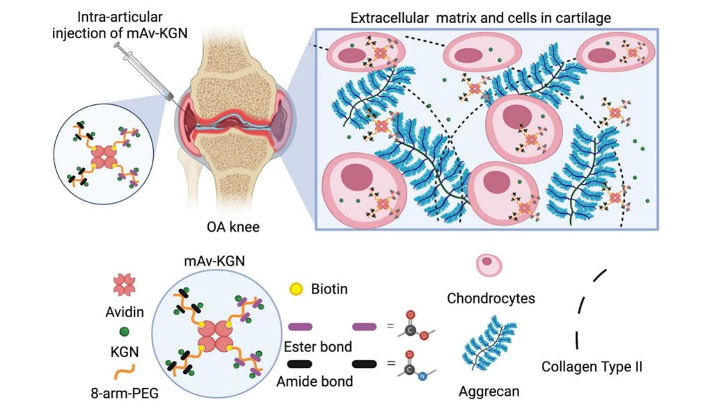 Our latest publication in Cartilage using multi-arm avidin to mediate sustained delivery of Kartogenin📄