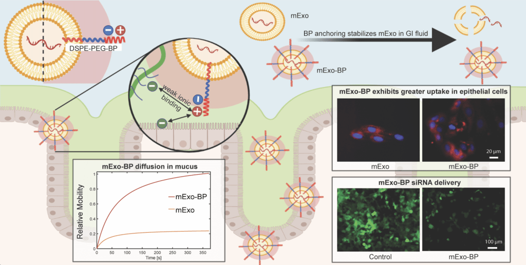 Congrats to Hengli and Chenzhen on publishing new work in Biomaterials Science: “Milk exosomes anchored with hydrophilic and zwitterionic motifs enhance mucus permeability for applications in oral gene delivery”