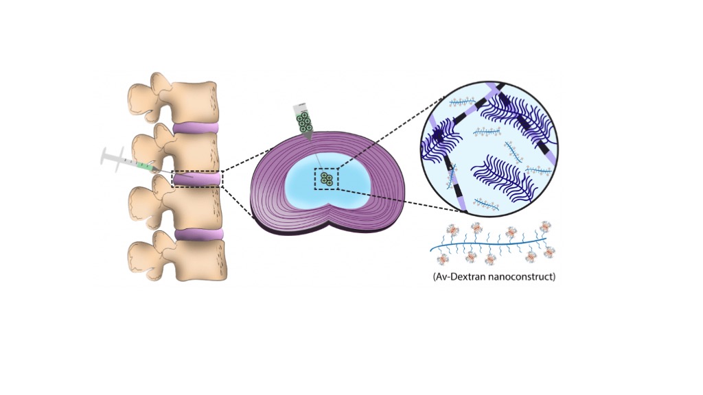 Our latest publication on the use of Avidin for enabling long-term retention in IVDs!