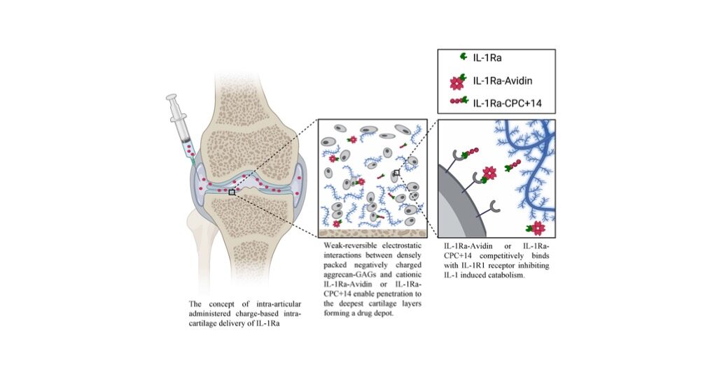 Read our new work in Osteoarthritis and Cartilage! 📄