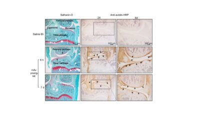 Our recent work about intra-articular kinetics of multi-arm Avidin is now published in Osteoarthritis and Cartilage📄