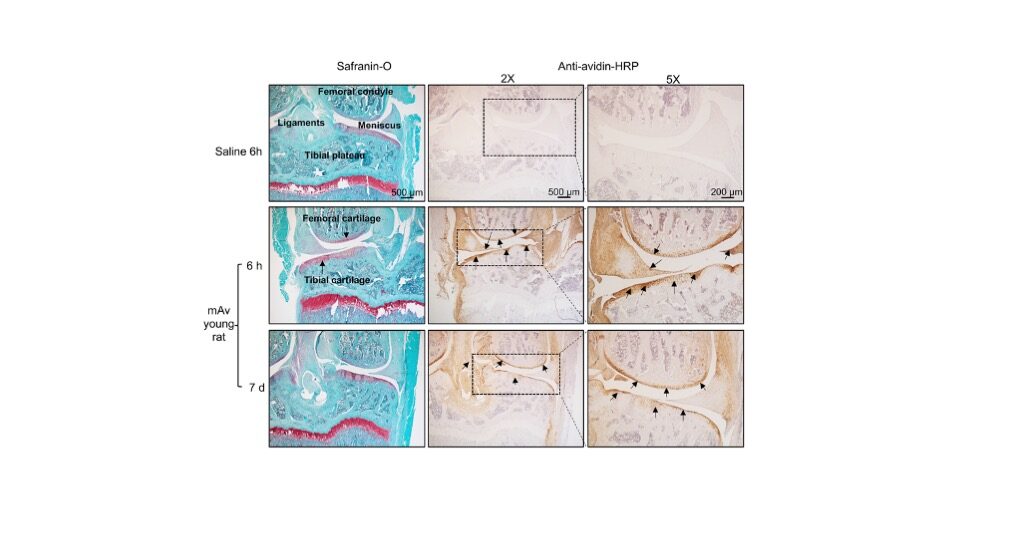 Our recent work about intra-articular kinetics of multi-arm Avidin is now published in Osteoarthritis and Cartilage📄