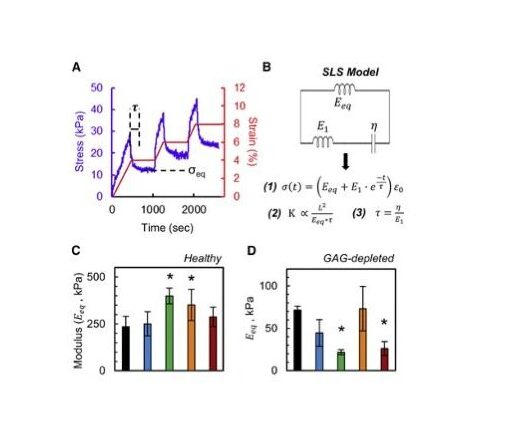 Happy to announce that the Biophysical Journal recently published a new and notable editorial highlighting our work on effects of cationic carriers on cartilage mechanics!📄