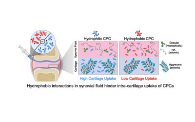 Our latest publication in Acta Biomaterialia developing cationic peptide carriers for cartilage targeting📄