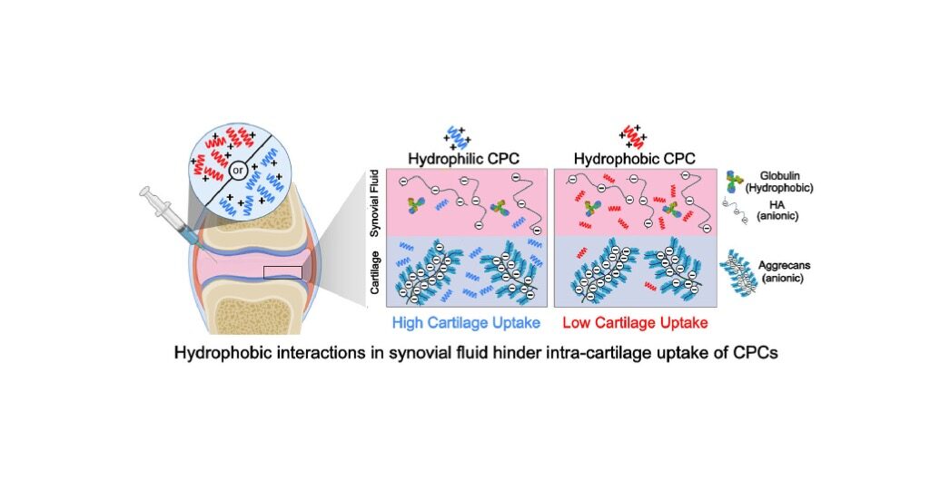 Our latest publication in Acta Biomaterialia developing cationic peptide carriers for cartilage targeting📄