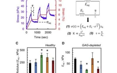 Effects of polycationic drug carriers on the electromechanical and swelling properties of cartilage published in Biophysical Journal📄