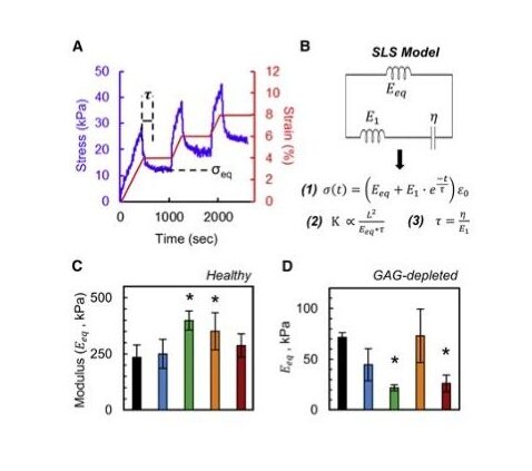 Effects of polycationic drug carriers on the electromechanical and swelling properties of cartilage published in Biophysical Journal📄