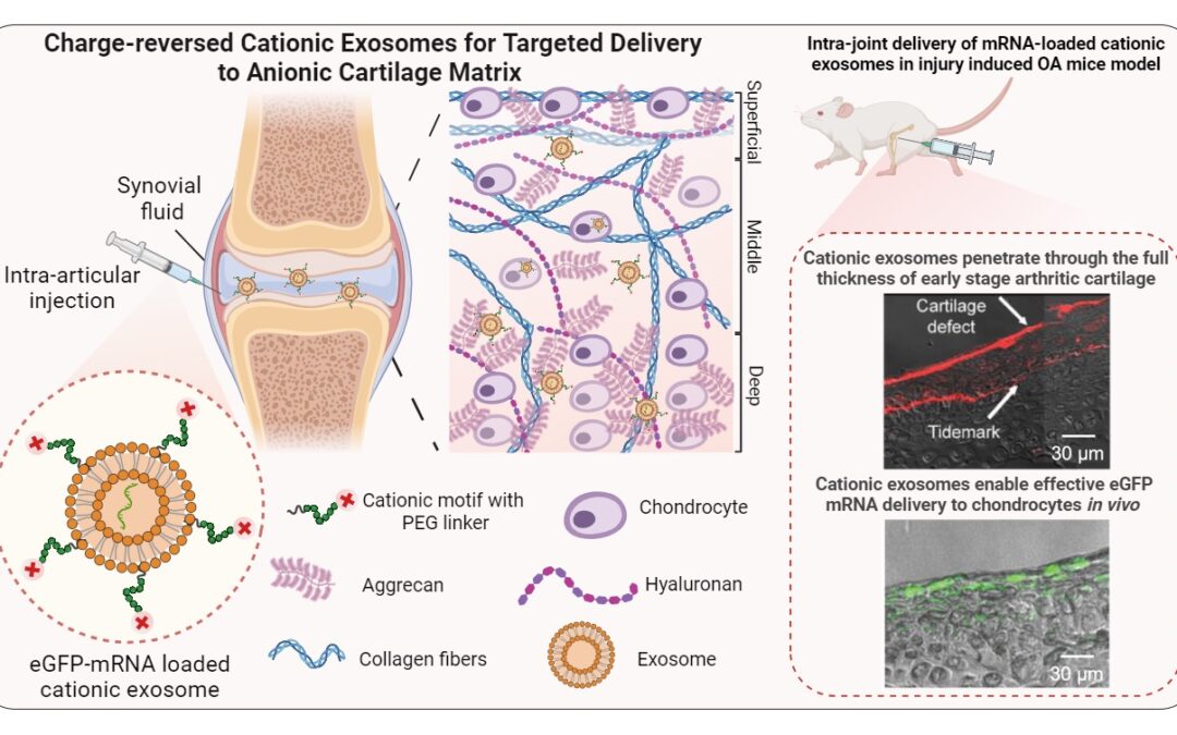 Congrats to Chenzhen and Coauthors on the recently published work in Small Methods: “Charge-Reversed Exosomes for Targeted Gene Delivery to Cartilage for Osteoarthritis Treatment”