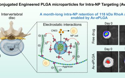 New paper on targeted delivery of RhoA Activator to nucleus pulposus by Helna and co-authors!